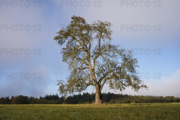 Solitary pear tree (Pyrus) . Rhine-Neckar district, Baden-Württemberg, Germany