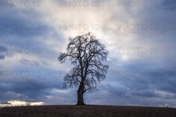 Solitary pear tree (Pyrus) in front of a dramatic cloudy sky, evening light. Rhine-Neckar district, Baden-Württemberg, Germany