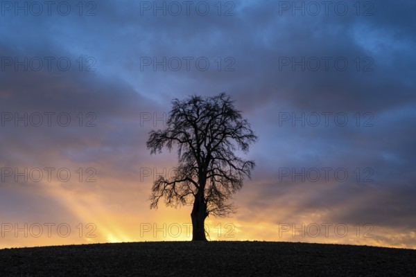 Solitary pear tree (Pyrus) at sunset with sunbeams. Rhine-Neckar district, Baden-Württemberg, Germany