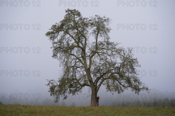 Solitary pear tree (Pyrus) in the fog. Rhine-Neckar district, Baden-Württemberg, Germany