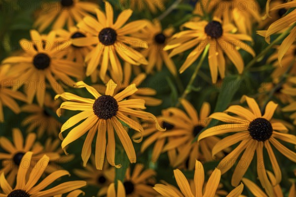 Yellow-flowering coneflower (Rudbeckia) in the garden