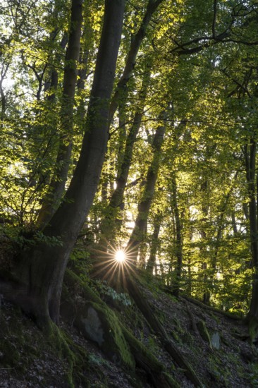 Beech forest with sun star. roots and rocks. Rhein-Neckar District, Baden-Württemberg, Germany