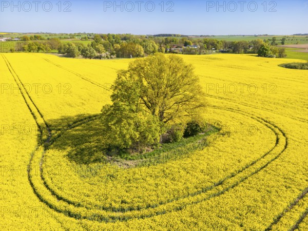 Aerial view, drone photo: A single tree in a field with flowering oilseed rape (Brassica napus), Müncheberg, Märkisch-Oderland, Brandenburg, Germany