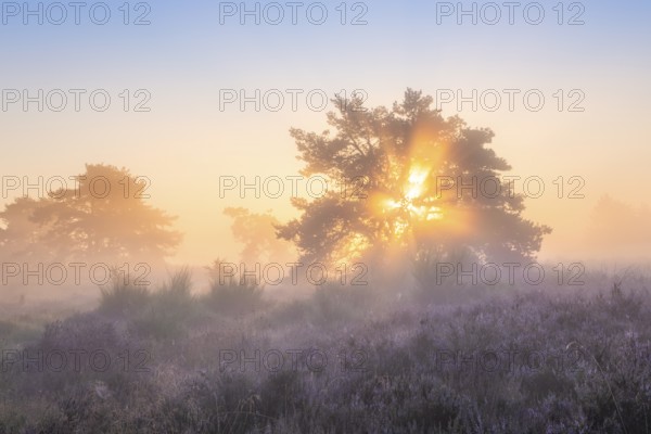 Pine trees in the blooming Mehlinger Heide at sunrise. Fog, fog rays and backlight. Mehlinger Heide Nature Reserve, Mehlingen, Rhineland-Palatinate, Germany