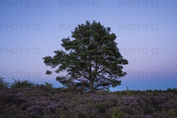 A pine tree in the blooming Mehlinger Heide after sunset. Mehlinger Heide Nature Reserve, Mehlingen, Rhineland-Palatinate, Germany