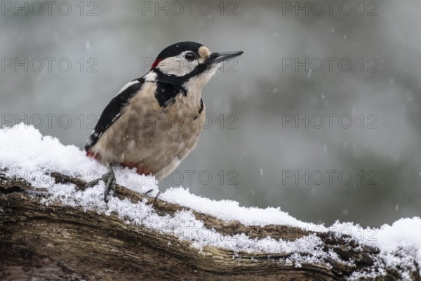 Great spotted woodpecker (Dendrocopos major), Emsland, Lower Saxony, Germany