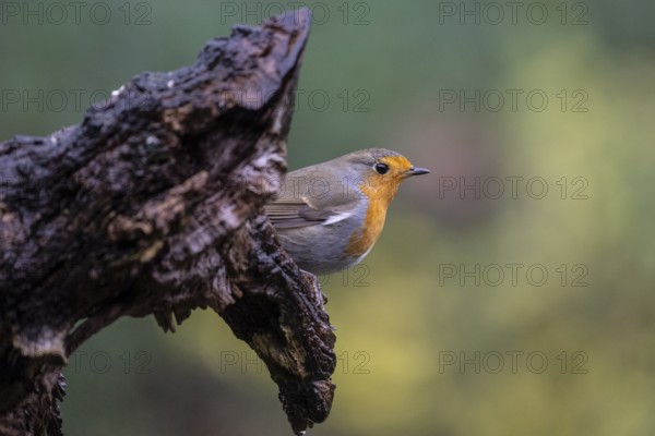 European robin (Erithacus rubecula), Emsland, Lower Saxony, Germany