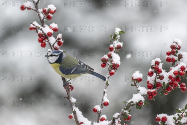 Blue tit (Parus caerulea), Emsland, Lower Saxony, Germany