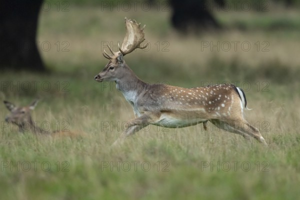 Male fallow deer (dama dama) in the run, Klamptenborg, Copenhagen, Denmark