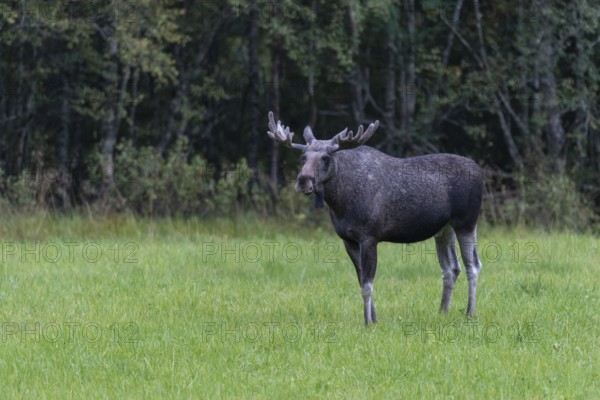Male moose (Alces alces) in a meadow, Lauvsnes, Nordtronderlag, Norway