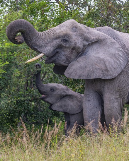 African elephant (Loxodonta africana) with young in the savanna, Kruger National Park, South Africa