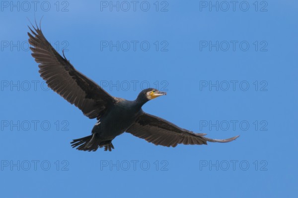 Cormorant (Phalacrocorax carbo) in flight, Stralsund, Mecklenburg-Western Pomerania, Germany