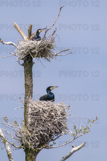 Cormorant (Phalacrocorax carbo) in the breeding colony, Stralsund, Mecklenburg-Western Pomerania, Germany