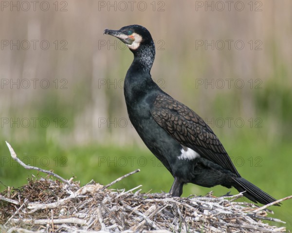 Cormorant (Phalacrocorax carbo) in the breeding colony, Stralsund, Mecklenburg-Western Pomerania, Germany