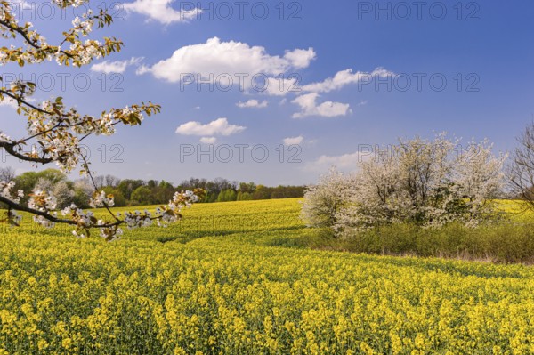 Male moose (Alces alces) in a meadow, Lauvsnes, Nordtronderlag, Norway
