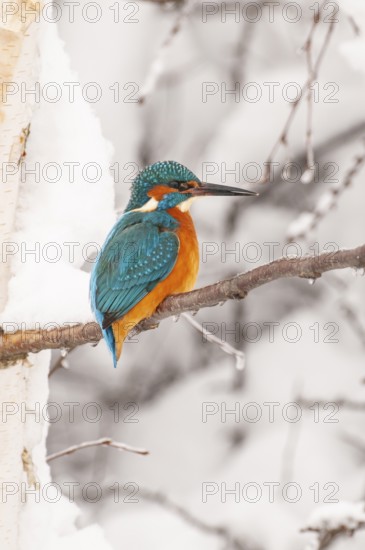 Kingfisher (Alcedo atthis) in winter, Vechta, Lower Saxony, Germany