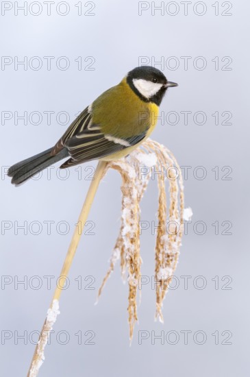 Great tit (Parus major) at the winter feeding site, Neuhaus im Solling, Holzminden, Lower Saxony, Germany