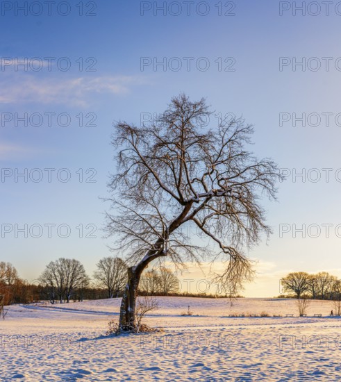 Winter landscape, fields and fields in Berlin Lübars, a village in Berlin Reinickendorf, Germany