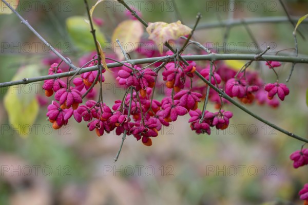Common spindle bush (Euonymus europaeus), Bavaria, Germany