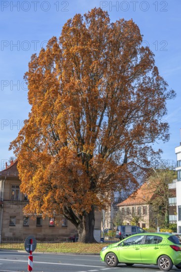 Large oak (Quercus) in bright autumn foliage, Fürth, Middle Franconia, Bavaria, Germany
