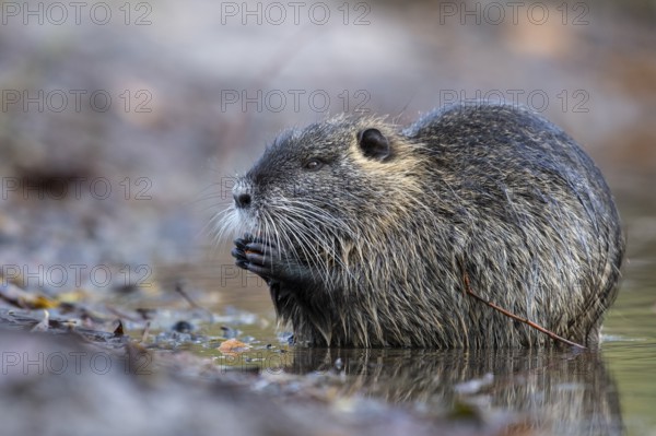 Nutria (Myocastor coypus) in a body of water, Osnabrück, Lower Saxony, Germany