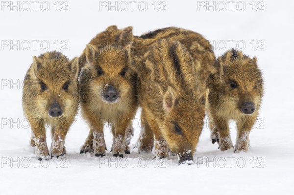 Wild boar (Sus scrofa) in the snow, fresh boar, Melle, Lower Saxony, Germany