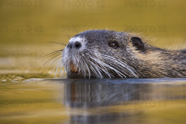 Nutria (Myocastor coypus) in a body of water, Osnabrück, Lower Saxony, Germany