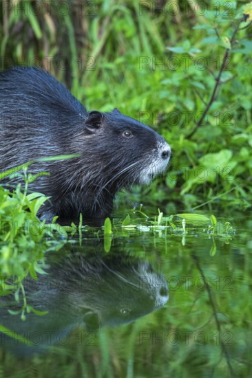 Nutria (Myocastor coypus) in a body of water, Osnabrück, Lower Saxony, Germany