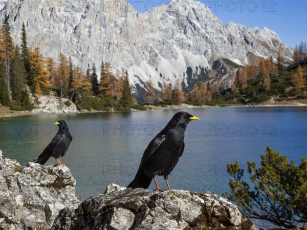 Alpine choughs (Pyrrhocorax graculus), at Lake Seebensee with Zugspitze and Wetterstein mountains, Alps, Tyrol, Austria