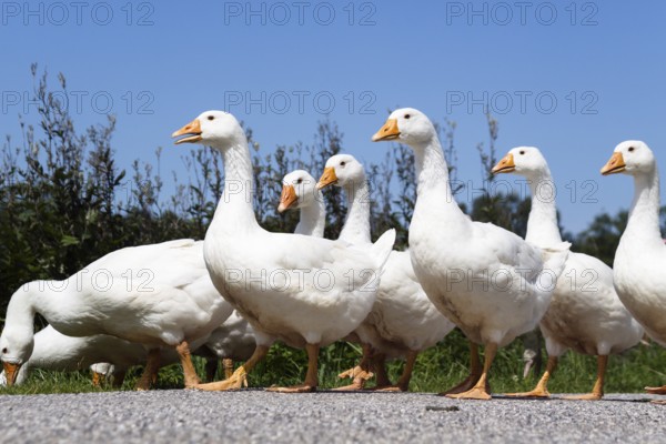 Domestic geese (Anser anser domesticus) walking in single file, Upper Bavaria, Germany