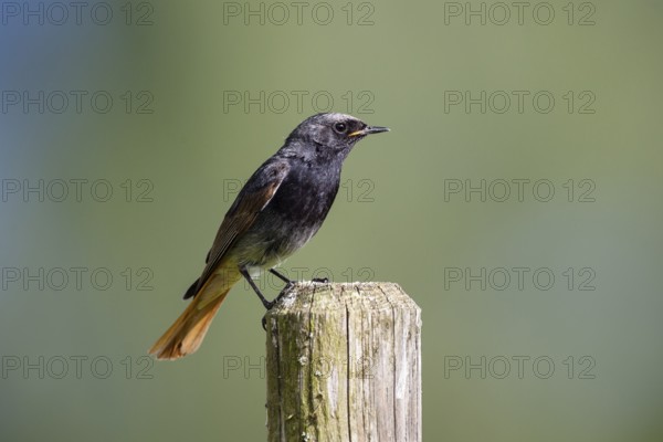 Black redstart (Phoenicurus ochruros), male sitting on a fence post, Upper Bavaria, Germany