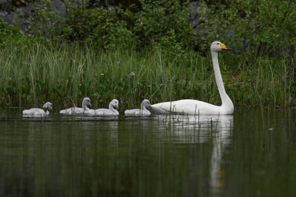 Swan family Whooper swan (Cygnus cygnus) in a quiet pond surrounded by tall grasses and natural green scenery, Tana, Finnmark, Norway