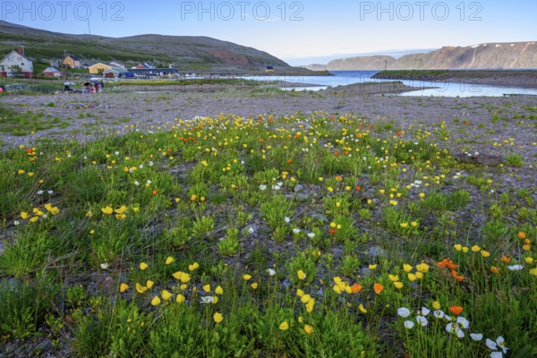 Vibrant flower field with yellow and white arctic poppies (Papaver radicatum) under a clear sky and mountains in the background stretches the Syltefjord, Nordfjord, Båtsfjord, Finnmark, Norway