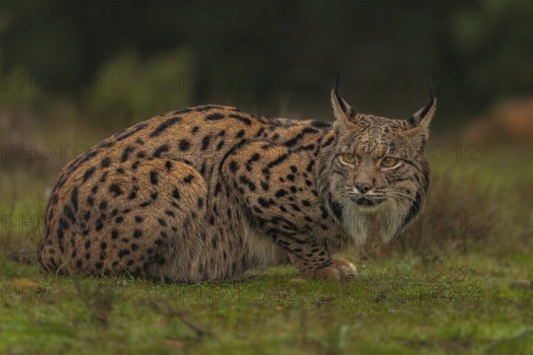 Common Lynx, Iberian Lynx, Lynx pardinus, Castilla La Mancha, Spain