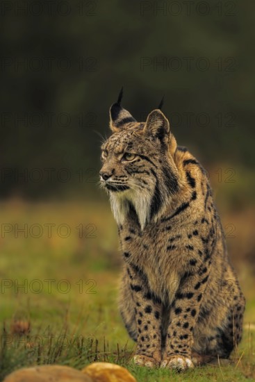 Common Lynx, Iberian Lynx, Lynx pardinus, Castilla La Mancha, Spain