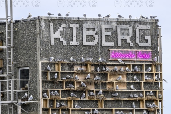 The gull hotel Kittiwake Hotel an artificial nesting site for kittiwakes (Rissa tridactyla) with 'KIBERG' lettering, full of gulls, and a neon light with pink lettering Kittiwake Hotel, Kiberg, Finnmark, Norway