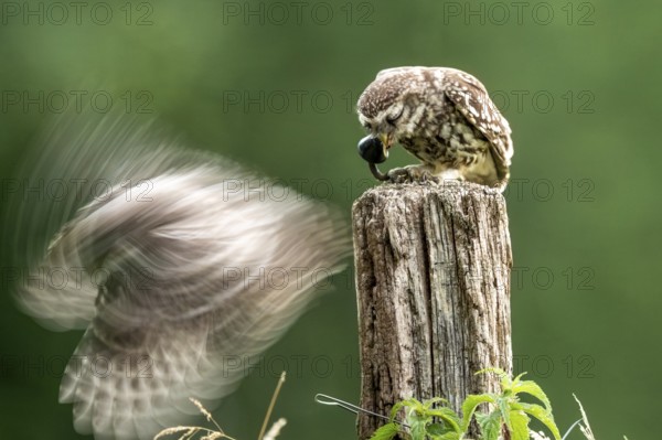 Two little owls (Athene noctua) one in motion, dynamic atmosphere, Osnabrücker Land, Lower Saxony, Germany
