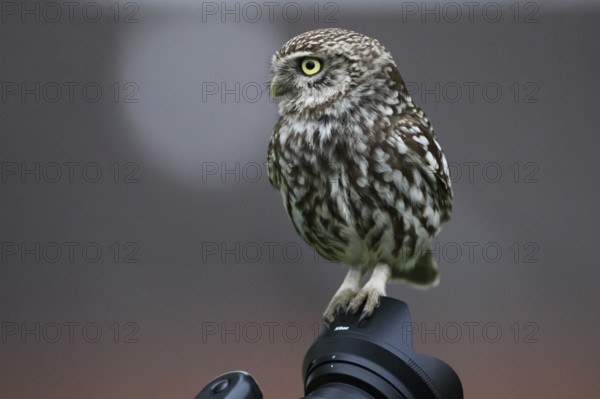 Close-up of a little owl (Athene noctua) sitting on a camera, Osnabrücker Land, Lower Saxony Germany