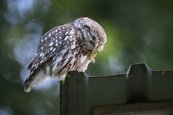 A little owl (Athene noctua) sits on the corrugated iron roof of an old shed and scratches itself, Osnabrücker Land, Lower Saxony, Germany