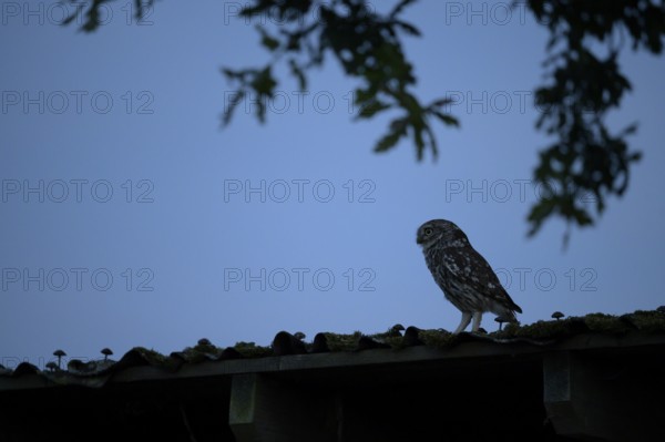 Little owl (Athene noctua) sitting on an old corrugated roof in deep darkness against a blue background with some blurred branches, Osnabrücker Land, Lower Saxony, Germany