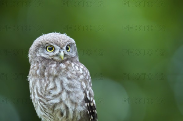 A little owl (Athene noctua) sits alone on an old willow pole in front of a soft green background, close-up with many feather details, Osnabrücker Land, Lower Saxony, Germany