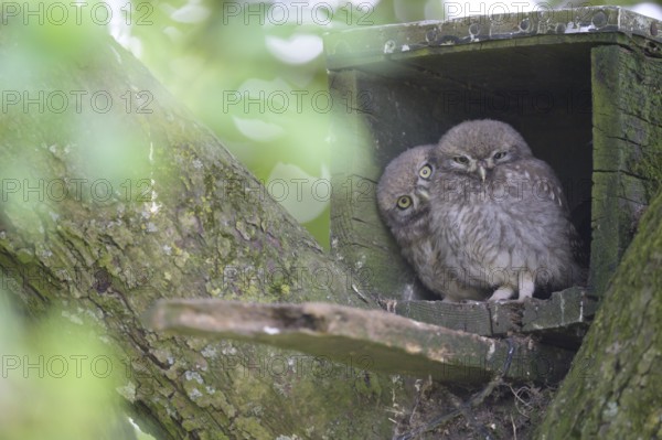 Two young little owls (Athene noctua) sitting snuggled together in the entrance of an artificial breeding tube in a fruit tree, Osnabrücker Land, Lower Saxony, Germany