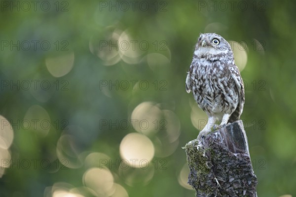 A little owl (Athene noctua) sitting alone on an old willow pole in front of a soft green background surrounded by some bouquet patterns, Osnabrücker Land, Lower Saxony, Germany