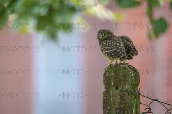 Two little little owls (Athene noctua) sitting on an old concrete fence post against the background of a house under soft green leaves, against a soft green background, Osnabrücker Land, Lower Saxony, Germany