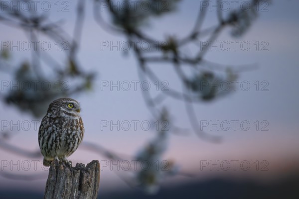 Little owl (Athene noctua) on an old, weathered fence post, surrounded by silver-lit branches, Osnabrücker Land, Lower Saxony, Germany