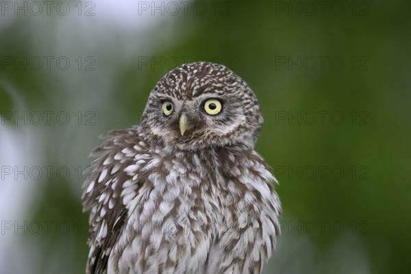 Close-up of a Little Owl (Athene noctua) with ruffled feathers and yellow eyes, Osnabrücker Land, Lower Saxony, Germany