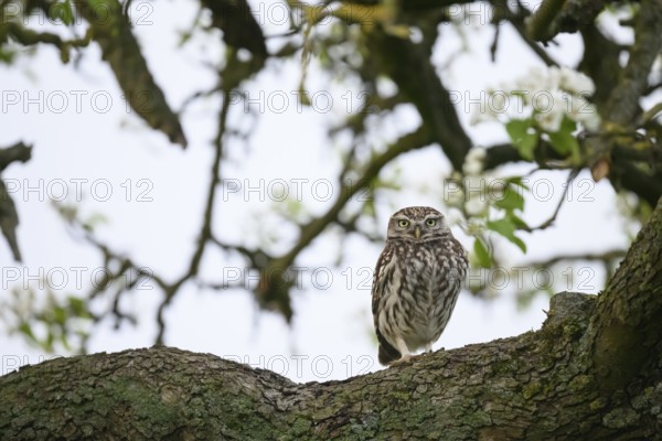 Little owl (Athene noctua) perched on a branch of a pear tree (Pyrus communis), against a light-coloured background in a tree-rich environment, Osnabrücker Land, Lower Saxony, Germany