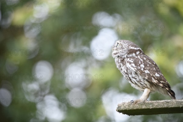 Little owl (Athene noctua) Sitting on an old board in front of a soft, green background and looking into the distance, surrounded by blurred nature, Osnabrücker Land, Lower Saxony, Germany