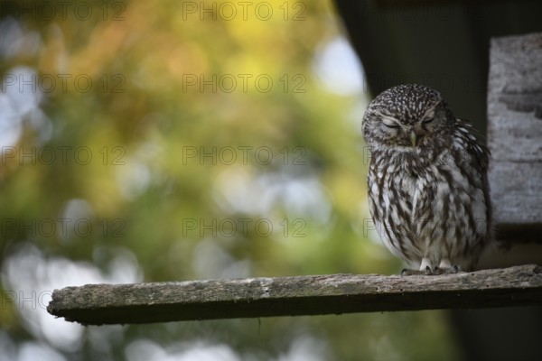 Little owl (Athene noctua) sitting asleep with closed eyes on a board in front of its artificial tube under a roof overhanging an old shed, surrounded by blurred nature in autumnal colours, Osnabrücker Land, Lower Saxony, Germany