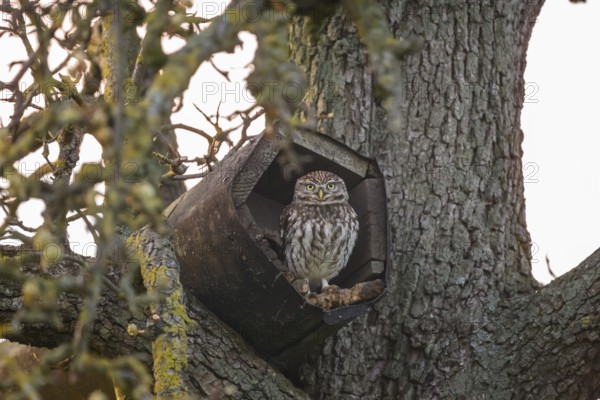 A little owl (Athene noctua) sits in an artificial nesting box and looks around attentively, Osnabrücker Land, Lower Saxony, Germany